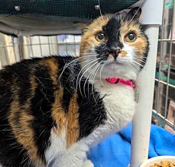 Photo of Callie