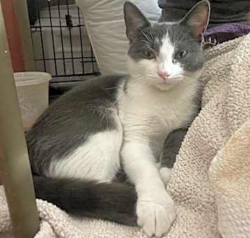 Photo of Calliana