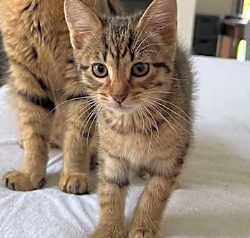 Photo of Cirrus