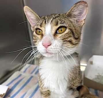 Photo of Sundae