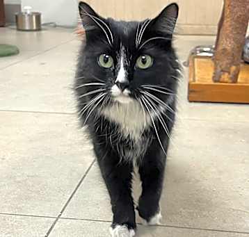 Photo of Sage