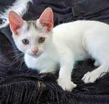 Photo of KITTEN NYM