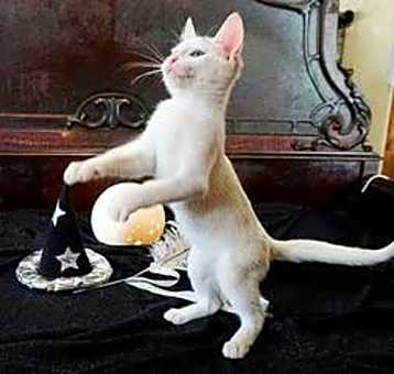 Photo of KITTEN WHIT