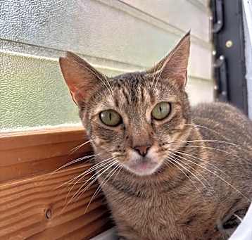 Photo of Cinnamon