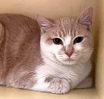 Photo of Asteroid Destroyer (spirit cat
