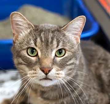 Photo of Dipper