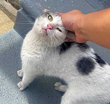 Photo of MooMoo