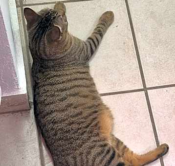 Photo of Obi