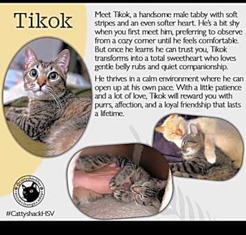 Photo of Tikok 