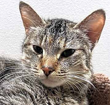 Photo of Kitty Purry