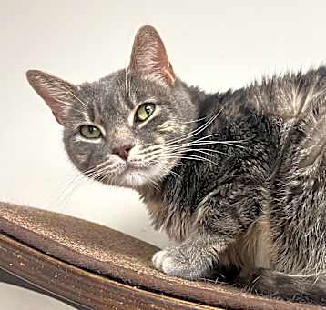 Photo of Taco