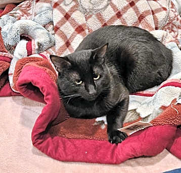 Photo of Buddy