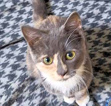 Photo of Apricot