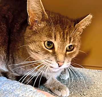 Photo of Stripey