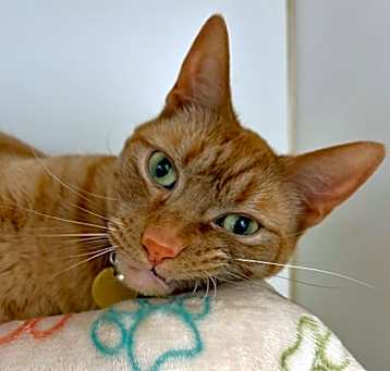 Photo of Taco