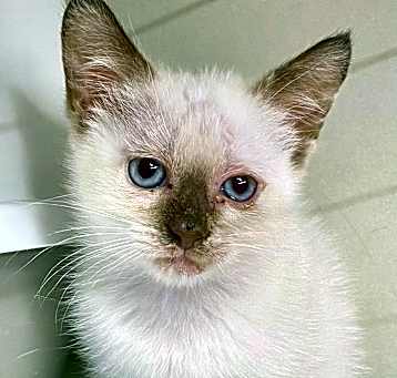 Photo of Adoption pending Peeps