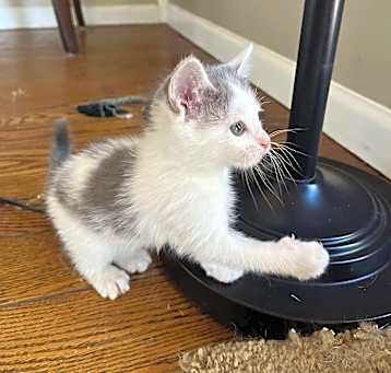 Photo of Juniper