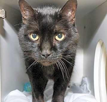 Photo of Cashmere