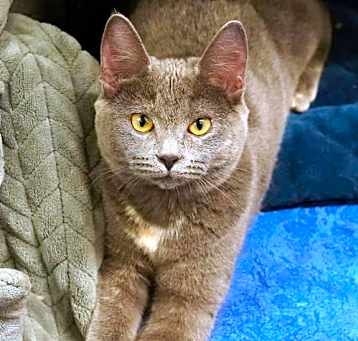 Photo of Suki 288791