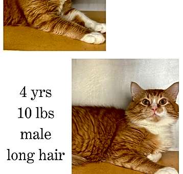 Photo of Milo