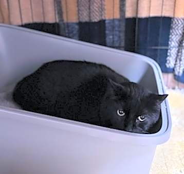 Photo of Salem