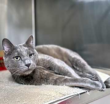 Photo of Silver