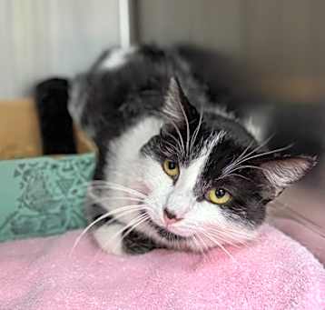 Photo of Orion--- Farm Cat