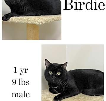 Photo of Birdie