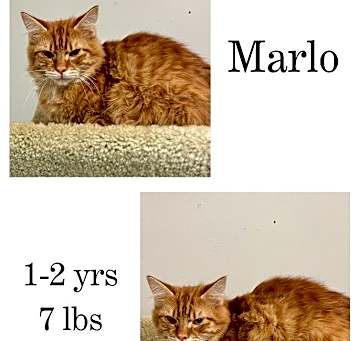 Photo of Marlo