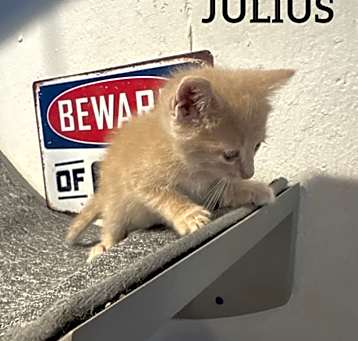 Photo of Julius