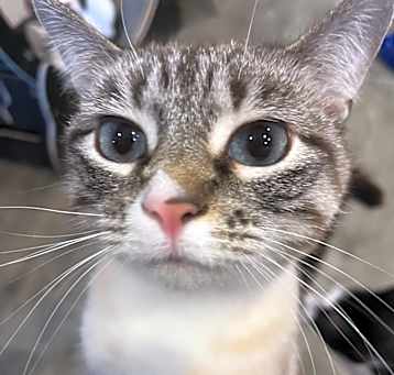 Photo of Laken (Bonded to Leif)