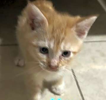 Photo of Mittens