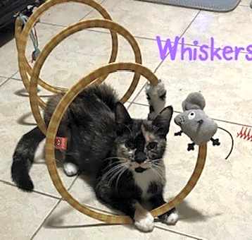 Photo of Whiskers