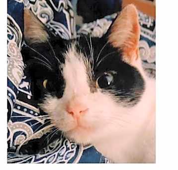 Photo of Effie