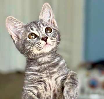 Photo of Mrs. Meowgi