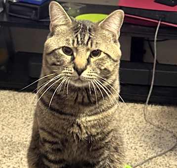 Photo of Haku