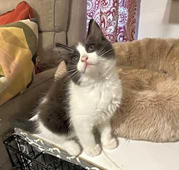 Photo of BlackJack