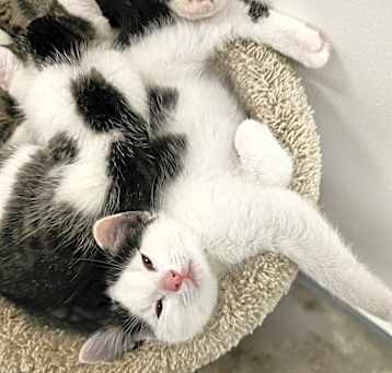 Photo of **Cat Cafe** Gluten