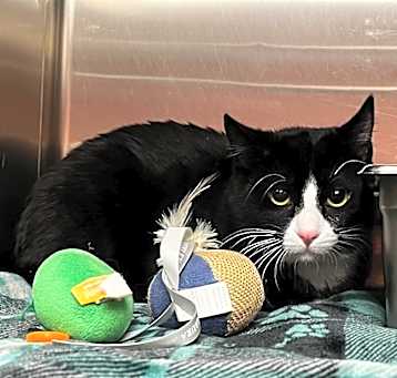 Photo of Tux