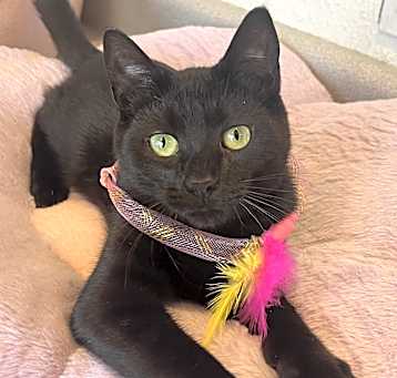 Photo of Abracadabra