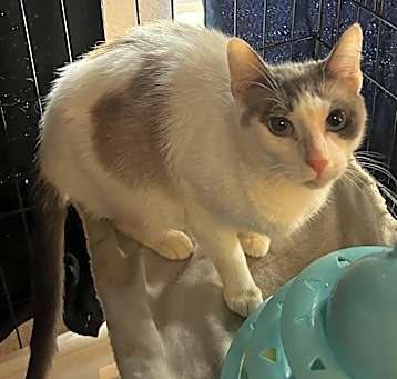 Photo of Blue