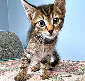 Photo of Shelby