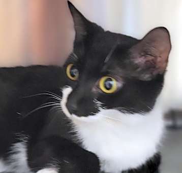 Photo of Oreo
