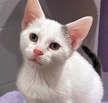 Photo of Pearl (LE)