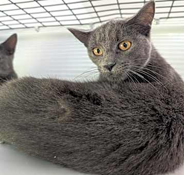 Photo of Misty