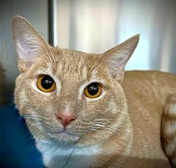 Photo of Toffee