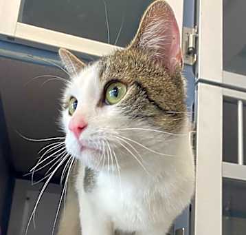 Photo of Sawyer