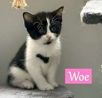 Photo of Woe