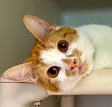 Photo of Ginger