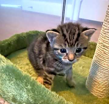 Photo of Simba